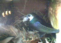 Big feather day, May 20